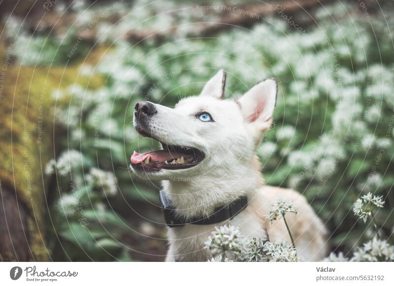 Weißer Siberian Husky mit stechend blauen Augen steht in einem Wald voller Bärlauchblüten. Unverfälschtes Porträt eines weißen Schneehundes sibirischer Husky