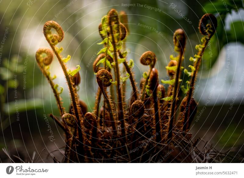 Aufrollender Farn gerollt grün Pflanze Natur Außenaufnahme Blatt Farbfoto Farnblatt Grünpflanze Botanik natürlich Umwelt Detailaufnahme Wachstum Menschenleer