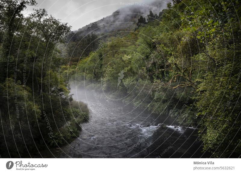 Blick auf den Fluss Eume, der durch den Naturpark Fragas do Eume fließt fragas Wald Galicia Blätter Bäume grün Park Baum Landschaft natürlich Umwelt Hintergrund