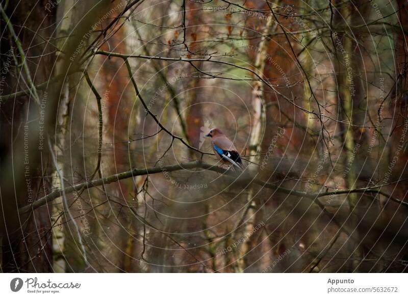 Ein Eichelhäher (Garrulus glandarius), der auf einem bogenförmigen Ast sitzt, schaut nach links in seinen Wald hinein Corvidae sitzen Birken Unschärfe selektive