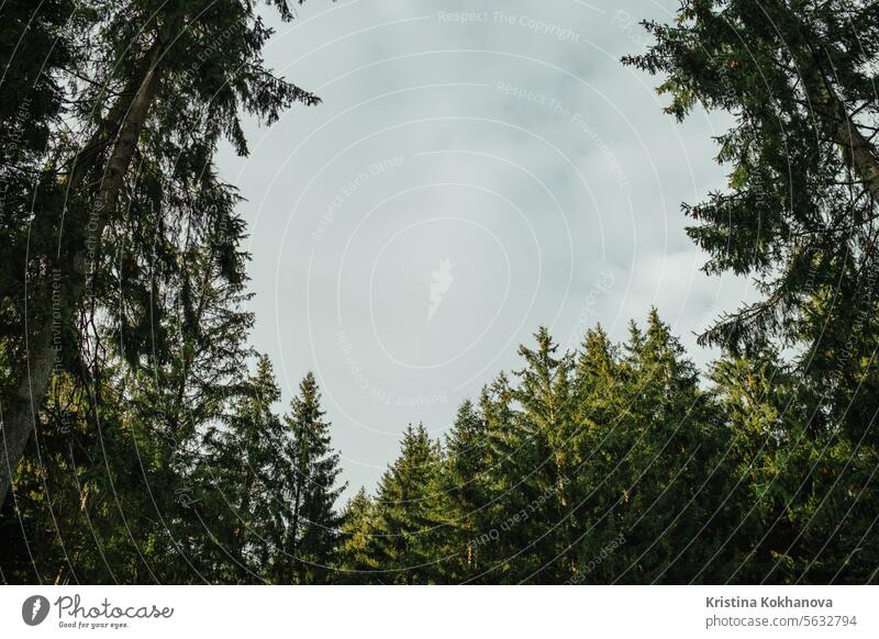 Kiefer, immergrüne Fichte, Zweige Nadelbaum auf Himmel Hintergrund. kalt Wald Schnee Winter gefroren Landschaft Frost Natur Wetter Antenne Saison verschneite