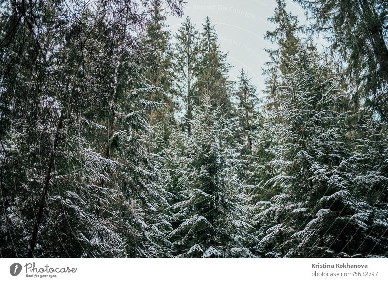 Kiefer, immergrüne Fichtenzweige, bedeckt mit Schnee, Raureif. Schneebedeckter Nadelbaum kalt Wald Winter gefroren Landschaft Frost Natur Wetter Antenne Saison