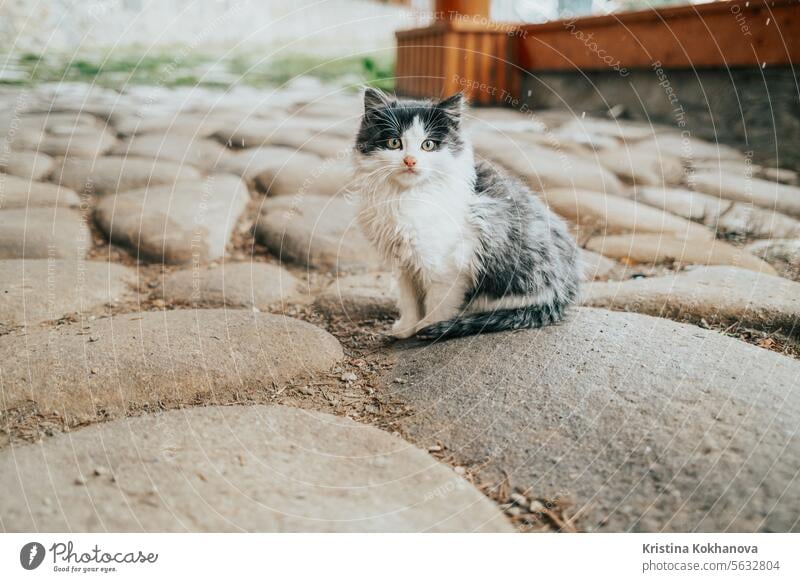 Kleines flauschiges Kätzchen sitzt im Winter im heimischen Garten. Niedliches Haustier Freund im Freien. Katze Tier Katzenbaby Natur schön niedlich katzenhaft