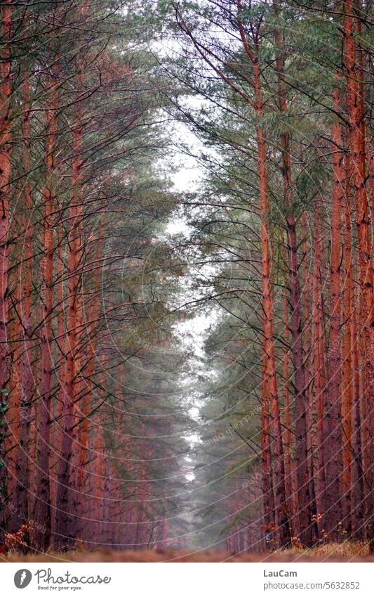 Mitten im Wald Bäume Baumstamm Baumstämme Weg durch den Wald Waldweg Natur Forst Forstwirtschaft Froschperspektive Holz Zentralperspektive mittig Waldsterben