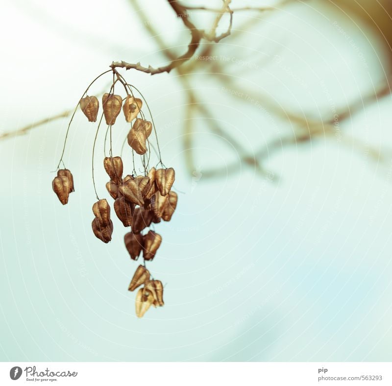 zweigstelle für saatgut Natur Pflanze Herbst Schönes Wetter Baum Ast Samen blasenesche Koelreuteria paniculata kapselfrucht trocken nachhaltig hängend Farbfoto