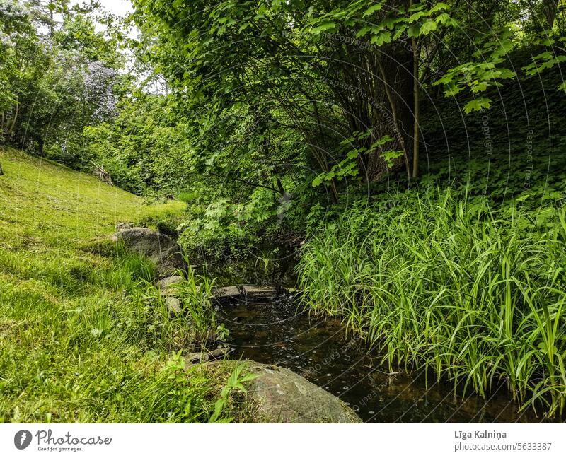 Ein schmaler Fluss, der durch üppiges Grün fließt Flussufer Bank Umwelt Baum Farbfoto Seeufer Himmel Reflexion & Spiegelung Außenaufnahme Landschaft Natur