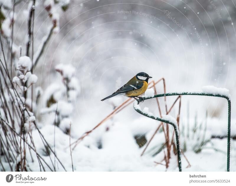 wintermärchen Winterzeit Winterstille winterlich Wintertag Winterstimmung traumhaft Schneefall kalt Schneeflocke Tierschutz Kohlmeise Tierporträt Wildtier