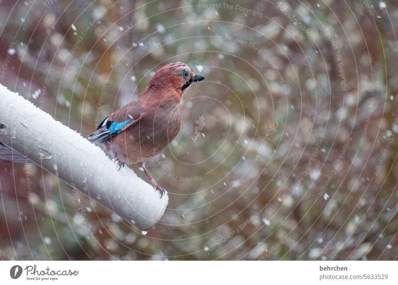 in flocken gehüllt Eichelhäher Vögel Garten Tier Farbfoto Jahreszeiten Tierliebe Natur Vogel Tierporträt Wildtier Ornithologie Tierwelt Tierschutz