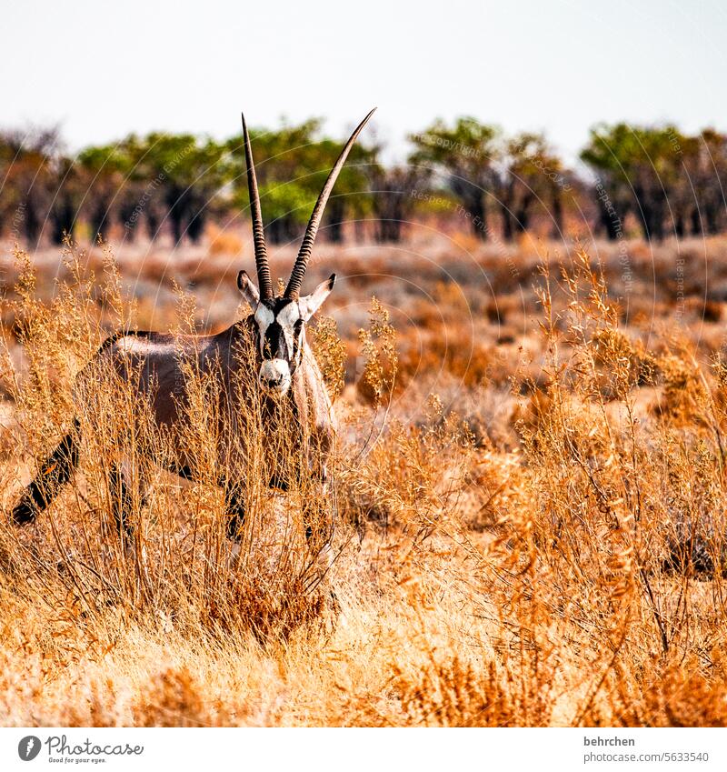 spießer etosha national park Etosha Etoscha-Pfanne außergewöhnlich Tierporträt Wildtier frei wild Wildnis Safari Tierliebe Tierschutz Umwelt Gras trocken