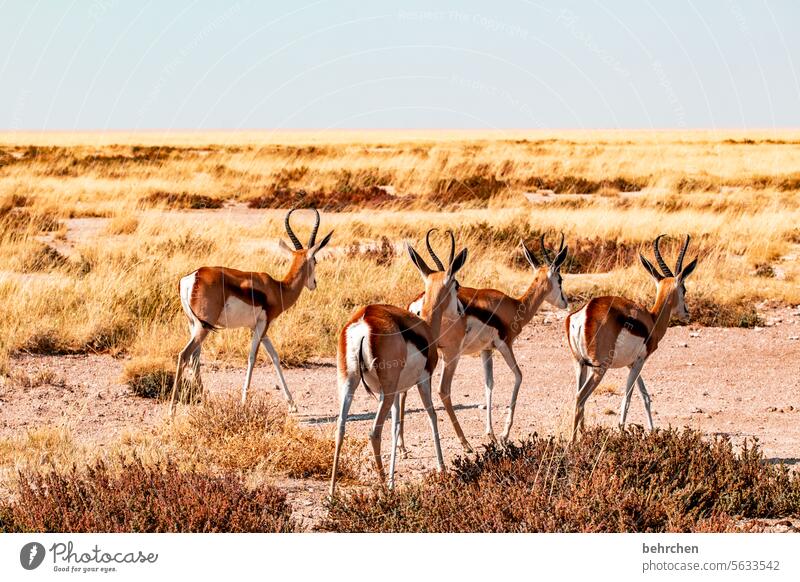 bockig von hinten Antilopen Springbock etosha national park Etosha Etoscha-Pfanne Wildtier fantastisch außergewöhnlich Tierporträt frei wild Wildnis Namibia