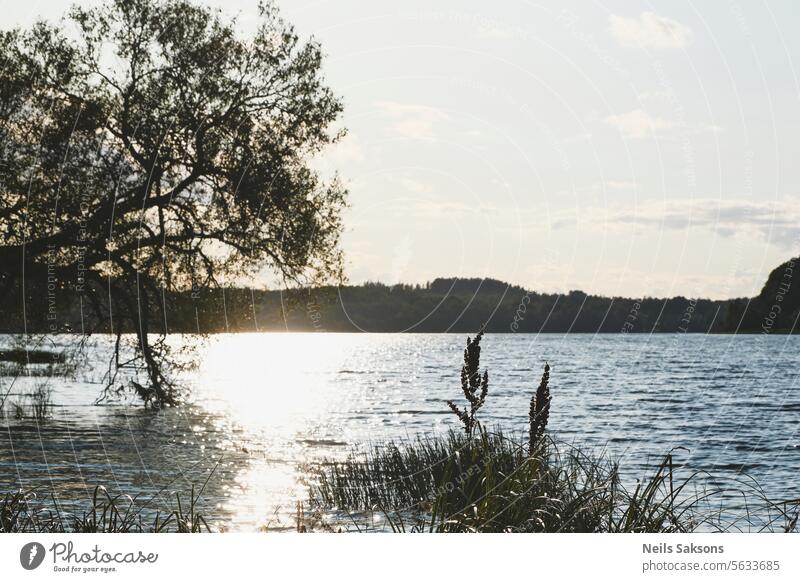 Ruhiger Sommerabend über dem See. Sonnenuntergang des vergehenden Tages. Silhouette einer Weide auf einem Sonnenuntergang Hintergrund schön Schönheit blau Ast