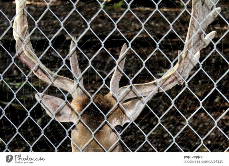 Hinter Gittern - Hirsch hinter einem Zaun Gefangen Tierporträt gefangen Außenaufnahme Farbfoto Maschendrahtzaun Drahtzaun Tiergesicht bedrohlich Freiheit