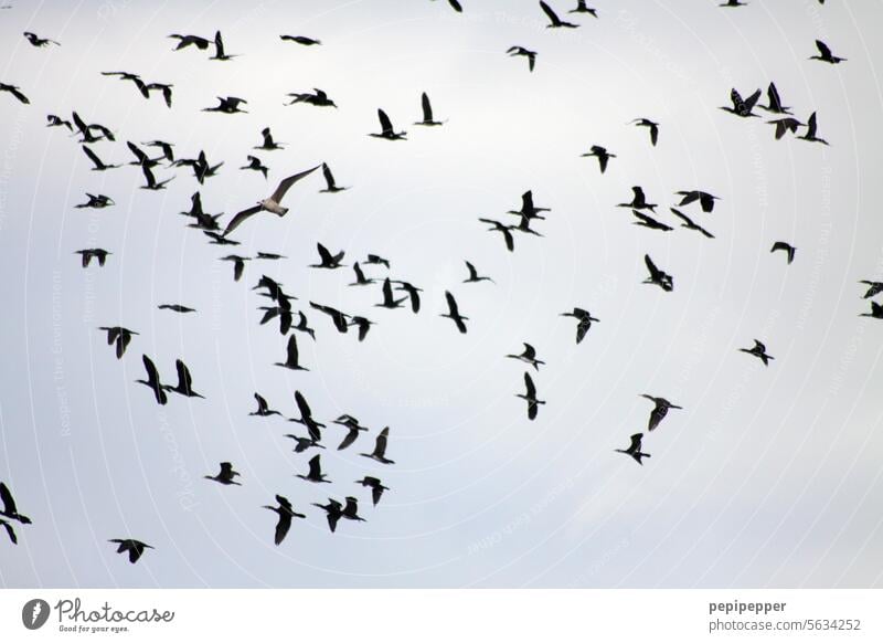 Vögel im Flug Vögel fliegen fliegend fliegende Vögel Himmel Vogelflug Flügel Tier Natur Vogelbeobachtung Tierwelt Vogel im Flug Spannweite Schnabel Gefieder