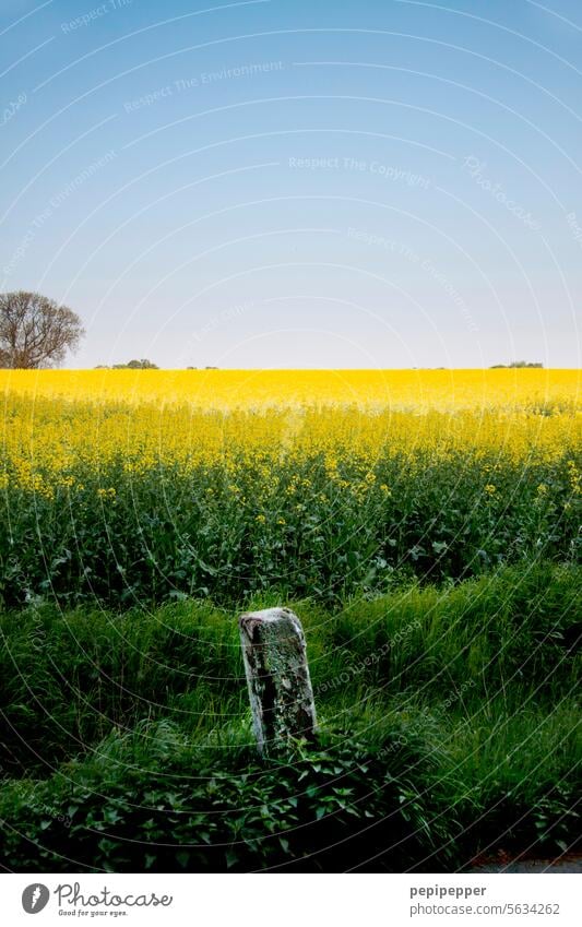 Rapsfeld mit Grenzstein im Vordergrund Rapsblüte Rapsanbau Rapsfelder rapsblüten Feld gelb Nutzpflanze Landwirtschaft Landschaft Frühling Blühend Pflanze Blüte