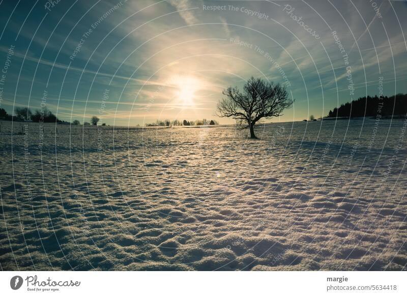 Schneelandschaft mit Baum und Sonne Winter kalt Frost Landschaft Außenaufnahme Menschenleer Winterstimmung Schneedecke Winterlandschaft Bäume Kälte Himmel