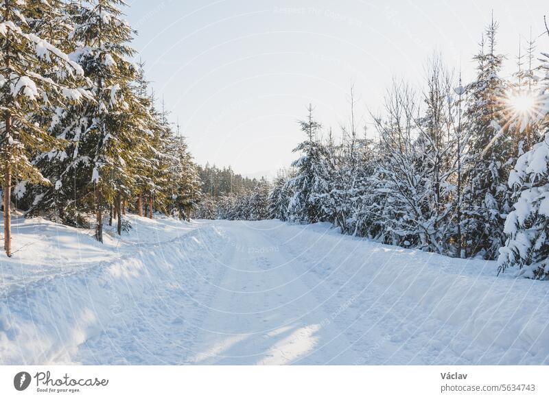 Ein Sonnenstern in einem Fichtenwald, bedeckt mit weiß glitzerndem Schnee in den Beskiden, Tschechische Republik. Wintermorgen-Märchen Winterlandschaft