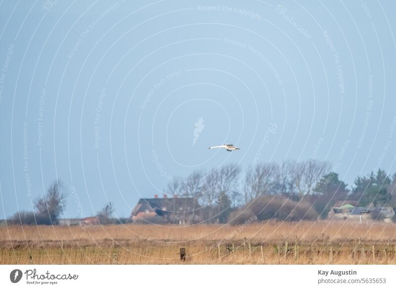 Weißer Schwan im Flug Schilfgras Vogelaufnahme Feuchtwiesen Wiesen Natur Revier Pflanzen Teleaufnahme Höckerschwan Wildlife Weißer Schwan auf Sylt Insel Sylt