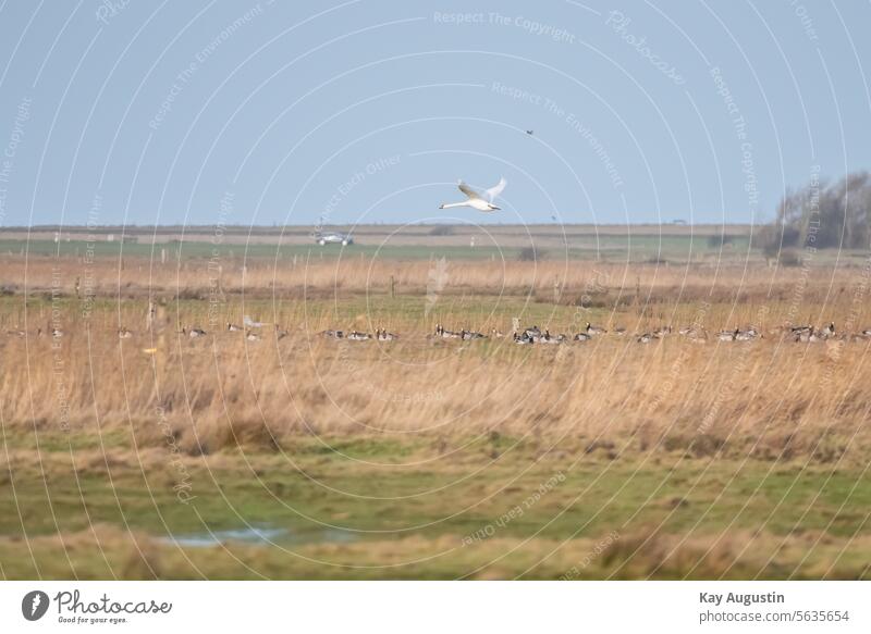 Weißer Schwan im Flug über den Feuchtwiesen Nonnengänse Vogelaufnahme Gänse Wildgänse Wiesen Natur Revier Teleaufnahme Höckerschwan Wildlife