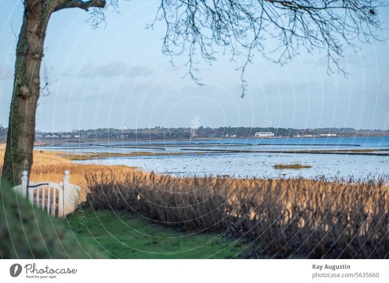 Am Wattenmeer Nordsee Nordsee Küste Schilf Insel Sylt Schilfpflanzen Nordseeinsel Munkmarsch Hafen Munkmarsch Landschaft Naturschutzgebiet Lügenbrücke