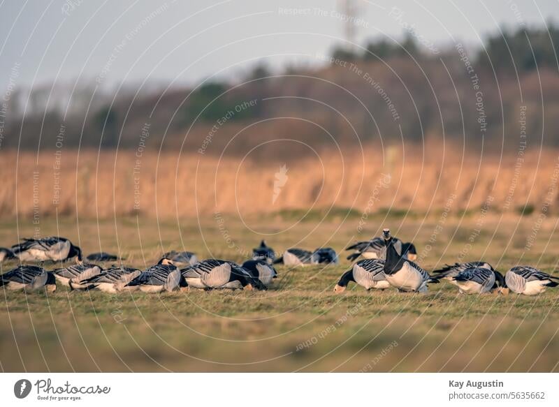 Nonnengänse in den Feuchtwiesen Weißwangengans Branta leucopsis Gänse Natur Wilde Gänse Wiesen Landschaften Insel Sylt Entenvögel Meergänse Gans Wattenmeer