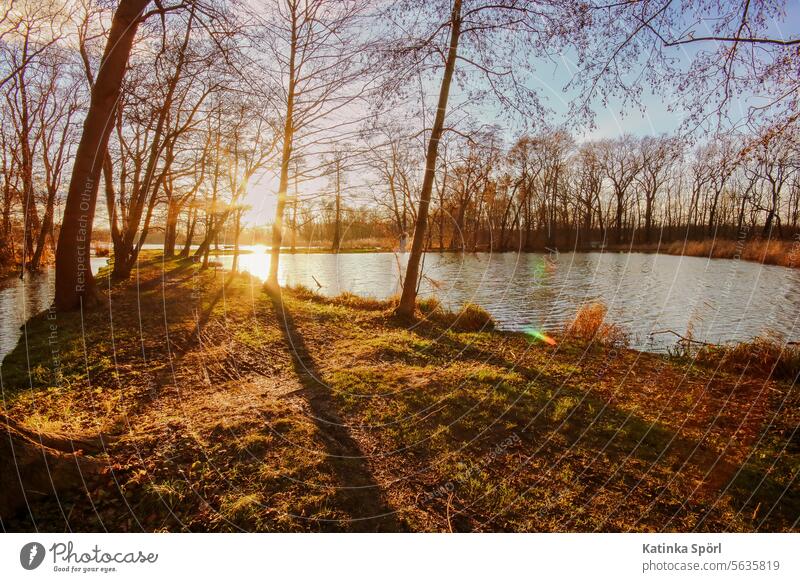 Abendsonne am Teich Sonnenlicht Abenddämmerung Abendsonnenlicht Sonnenuntergang Teichufer Natur Teichweg Licht Dämmerung Gegenlicht Außenaufnahme Abendstimmung