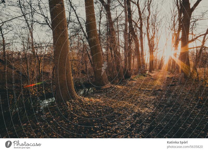 Abendsonne im Januar Sonnenuntergang Sonnenlicht Abendsonne Gegenlicht Abendstimmung abendspaziergang Baum Bäume Wege & Pfade Natur Licht Schönes Wetter Idylle