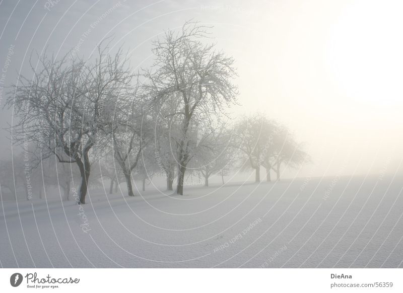 Immer noch Winter! Schneedecke kalt Baum Sonnenaufgang Nebel März Ast march snow trees sunrise