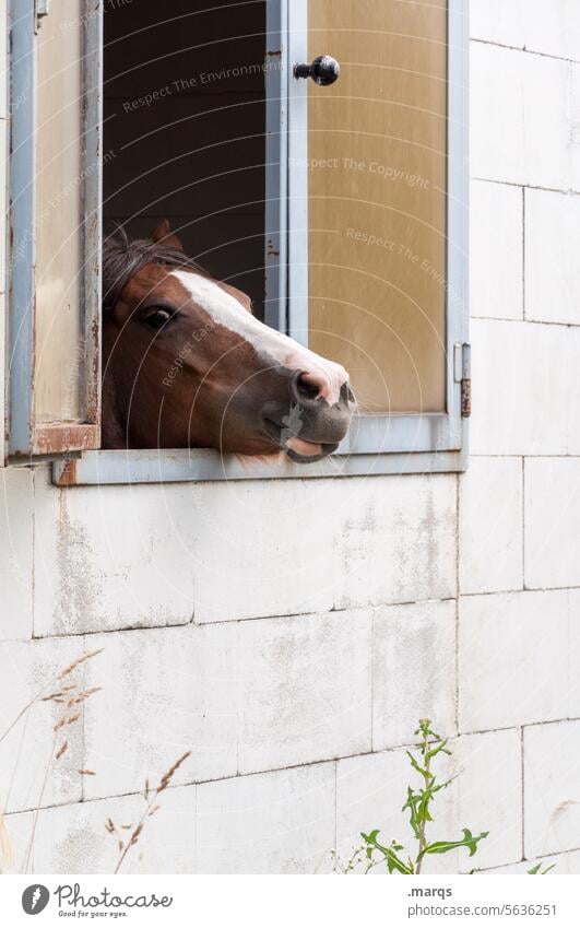 Guckuck Stall Pferd Tier Säugetier Reitsport schauen braun Kopf Reiten Ranch Pferdestall Bauernhof herausschauen Reiterhof Tiergesicht glotzen Fenster