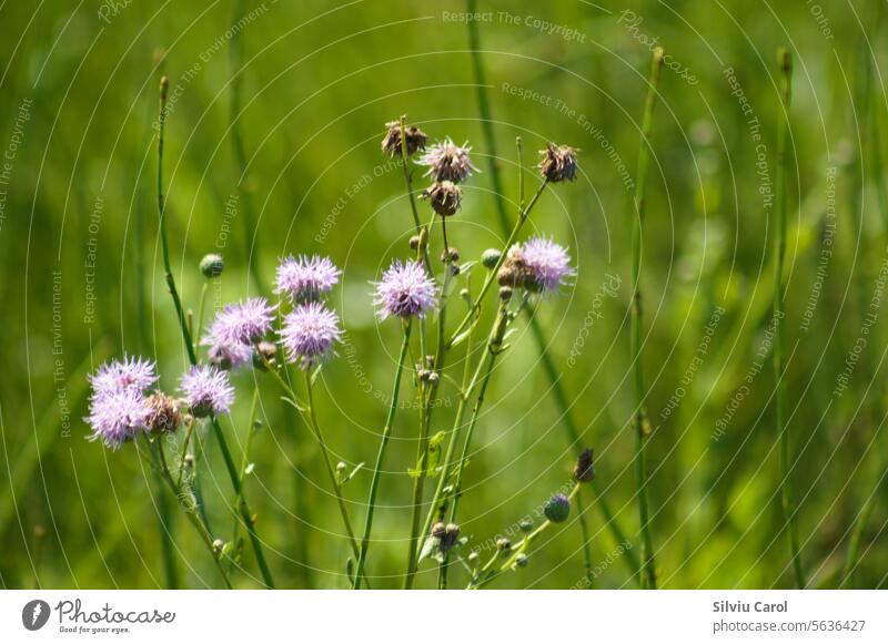 Nahaufnahme von kriechenden Distelblüten mit grünen unscharfen Pflanzen im Hintergrund Natur Blume rosa geblümt Flora Feld Wildpflanze Blütenknospen wild