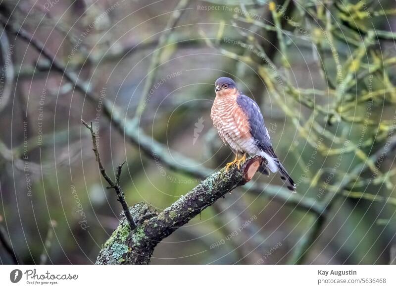 Sperber hält Ausschau am Ansitz Accipiter nisus Sperber Männchen Flechten Ast Vogel Natur Habichte und Sperber Habichtartig Greifvogel Moose Garten Baum