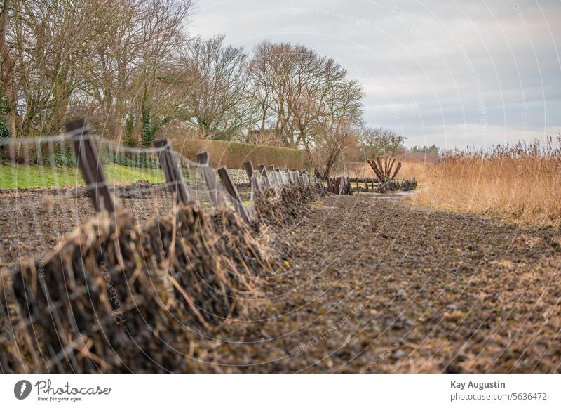 Sturmfluten Tang Treibsel Pflanzen Wegesrand Wanderweg Zersetzbares Treibsel Ökologie Spülsaum Reetpflanzen Spülsaumpflanzen Zaun Schilf Nordseeinsel Sylt