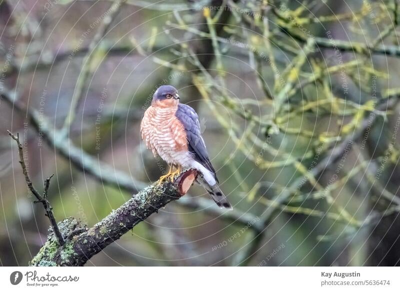 Sperber am Ansitz Accipiter nisus Sperber Männchen Flechten Ast Vogel Natur Habichte und Sperber Habichtartig Greifvogel Moose Garten Baum Nationalpark