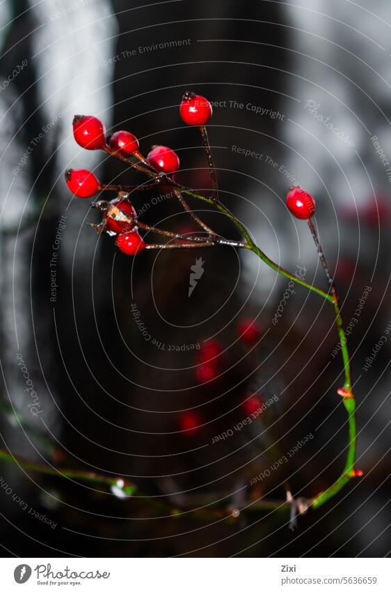 Rote Beeren #rot #Obst #Beere Pflanze Natur Nahaufnahme Wildpflanze grün