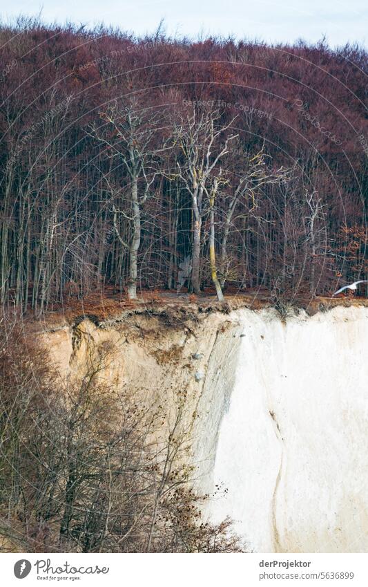 Kreidefelsen von Rügen vom Meer im Winter aus gesehen II Schönes Wetter Starke Tiefenschärfe Mecklenburg-Vorpommern Umwelt Ferien & Urlaub & Reisen Landschaft