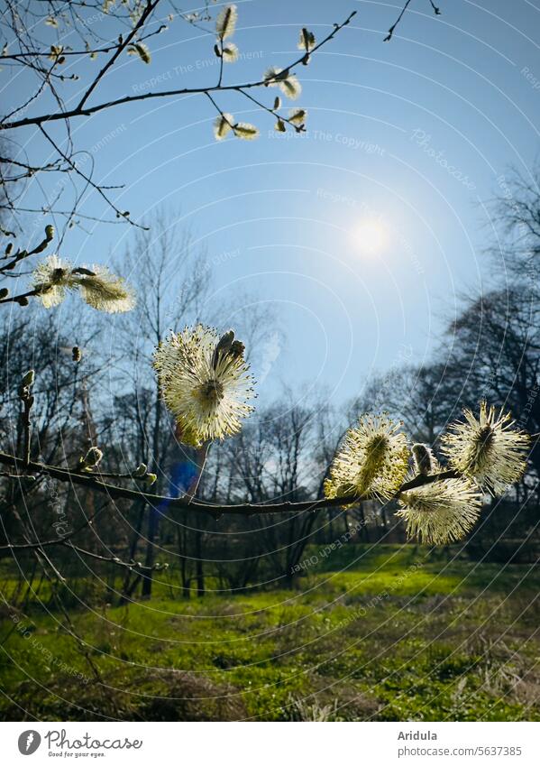 Blühende Weide im Sonnenlicht Blüte Frühling Sonnenschein Gegenlicht Weidenkätzchen Weidenbaum Pollen Pollenflug Allergie Natur Pflanze Blütenstaub Zweig