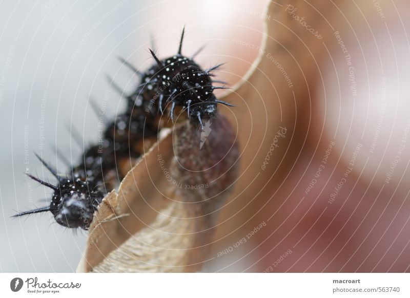 Inachis Io Raupe Schmetterling Tagpfauenauge schwarz Fühler Herbst Appetit & Hunger Beine stachelig verpuppen Edelfalter Am Rand