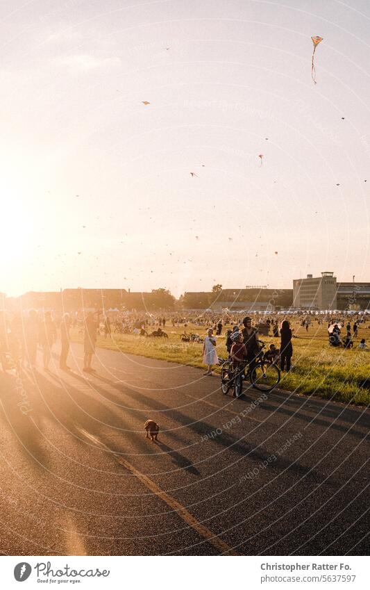 Hunde in Wartestellung auf dem Tempelhoferfeld im Sommeridyll Berlin Sonnenuntergang Fahrrad ebike Mobilität tempelhofer feld Schönes Wetter Schönheit selfie