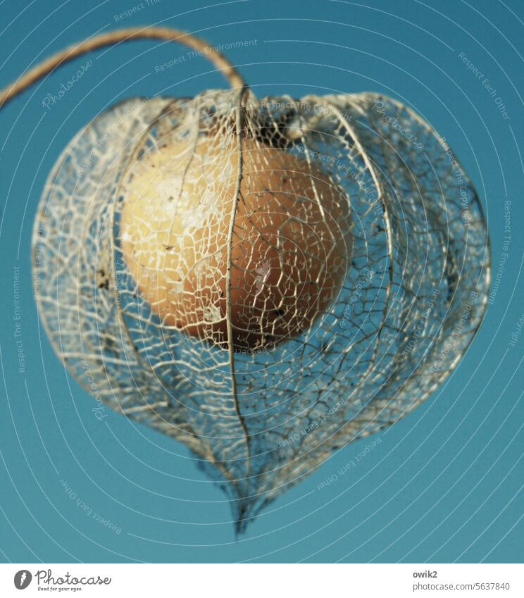 Lampenschirm Physalis Nahaufnahme Frucht umhüllt netzartig Pflanze exotisch Menschenleer Strukturen & Formen Farbfoto Totale trocken durchsichtig Lampionblume