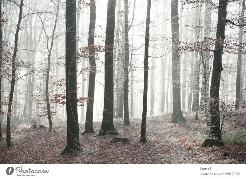 Waldeinsamkeit Umwelt Natur Landschaft Pflanze Herbst Winter Nebel Eis Frost Baum Blatt Wildpflanze Baumstamm stehen Wachstum hell Einsamkeit Morgen aufwachen