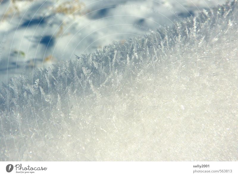 frostig schön Winter Eis Frost frieren glänzend Coolness frisch kalt Spitze stachelig weiß bizarr Endzeitstimmung Klima Natur Eiszeit Eiskristall erstarren