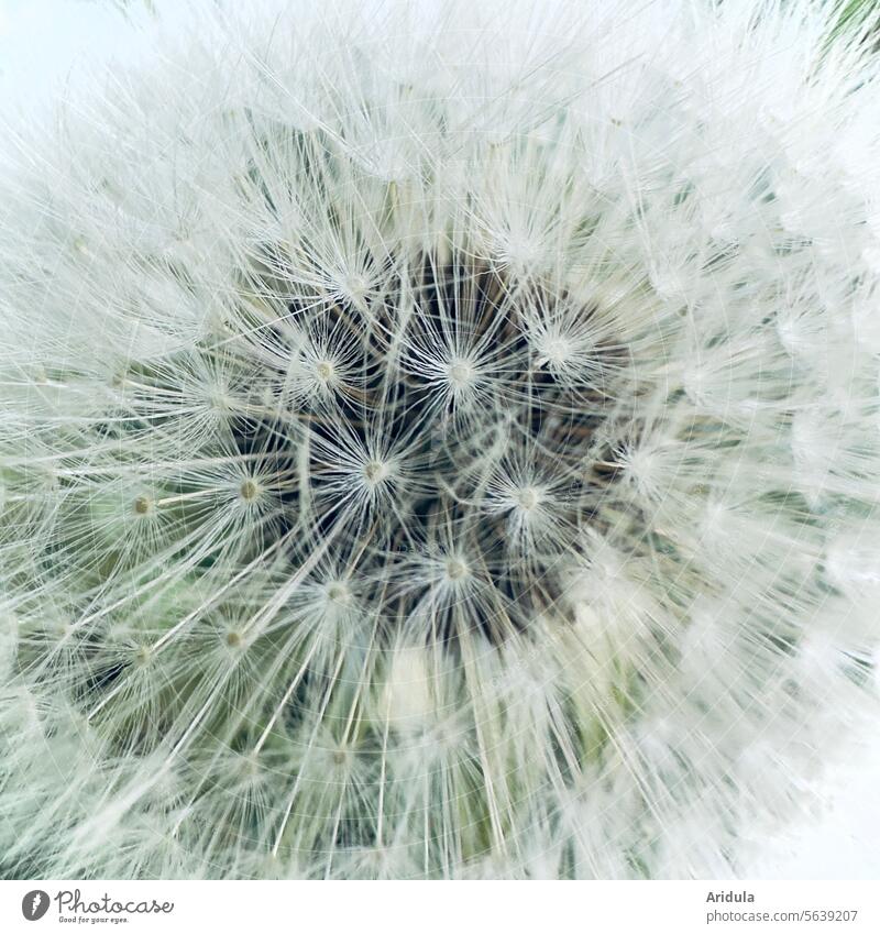 Pusteblume Löwenzahn Frühling Schirmchen Samen Pflanze Natur Leichtigkeit Wildpflanze weiß weich Löwenzahnsamen grün Detailaufnahme Nahaufnahme Makroaufnahme