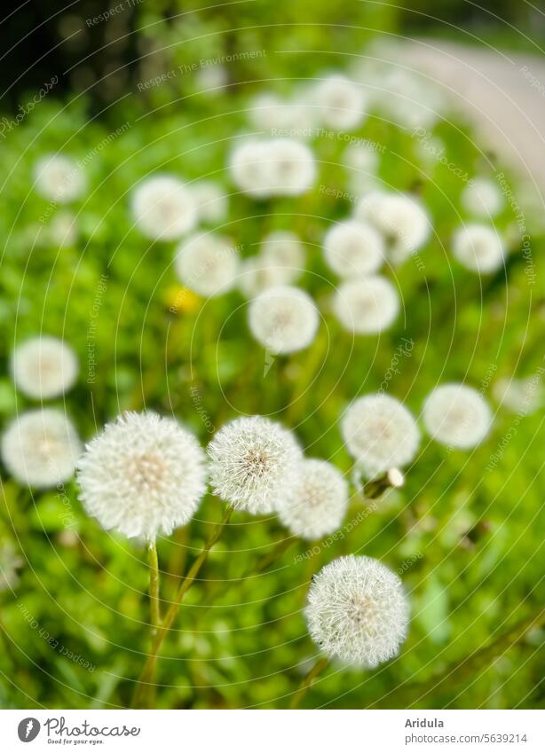 Pusteblumen am Wegesrand Löwenzahn Frühling Schirmchen Samen Pflanze Natur Leichtigkeit Wildpflanze weiß weich Löwenzahnsamen Wiese grün