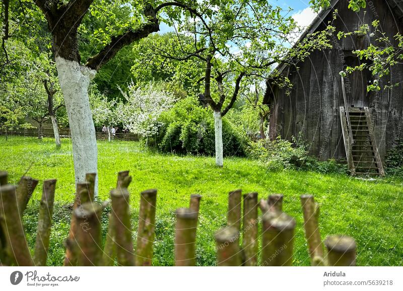 Streuobstwiese im Frühling mit Holzschuppen Apfelbäume Apfelbaum Apfelblüte grün Wiese Schuppen Holzhaus Blüte Baum Natur Sonnenlicht weiß Blühend