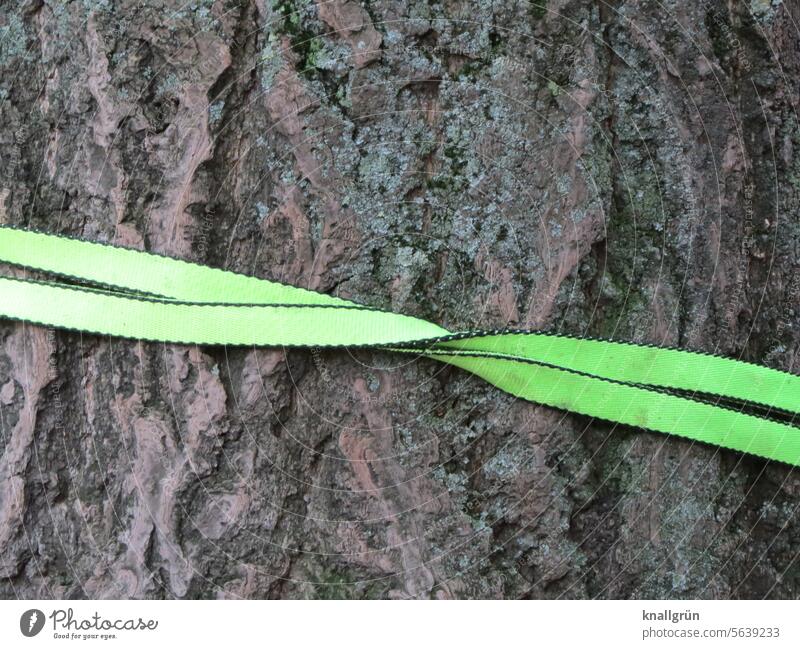 Grüngürtel Baum grün Natur Baumrinde Baumstamm Außenaufnahme Holz Farbfoto braun Strukturen & Formen Detailaufnahme Menschenleer Umwelt Pflanze Wald Tag