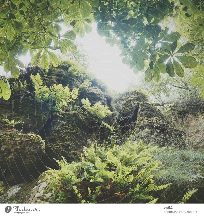 Fels und Farn Wald Felsen Lichtung Blätterdach Natur Außenaufnahme Landschaft Farbfoto Umwelt Baum Menschenleer Pflanze grün Tag Tageslicht Detailaufnahme