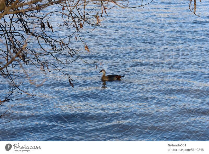 Ägyptische Gans schwimmt auf dem Main in Frankfurt ägyptische Gans Vogel schwimmen Fluss Frankfurt am Main Deutschland Tag reisen Tourismus Landschaft im Freien