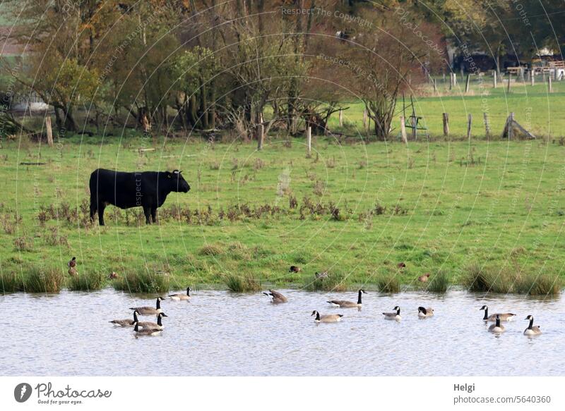 Dorfidylle Landschaft Natur Wiese See Rind Vögel Gänse Kanadagänse Wasser schwimmen stehen Baum Strauch Zaun Tier Säugetier Landwirtschaft ländlich Weide Gras