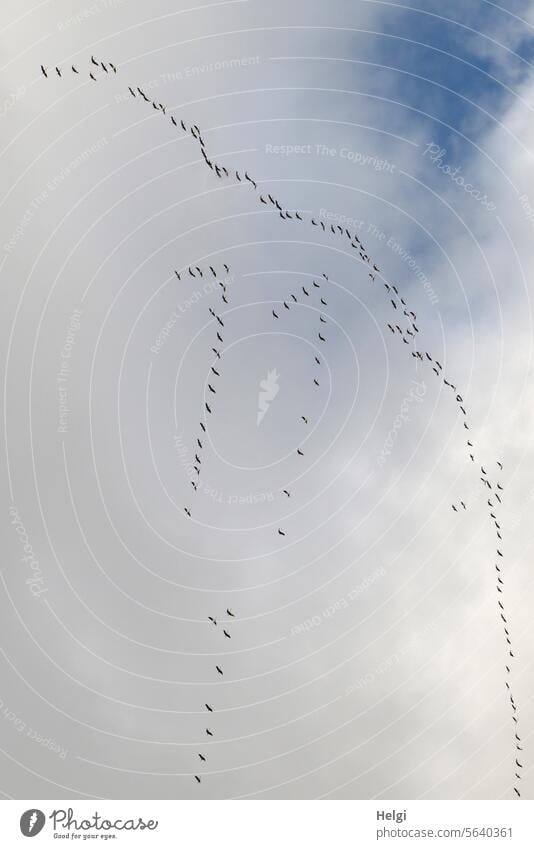 außergewöhnlicher Formationsflug der Kraniche Vögel Zugvögel Vogelzug Herbst Himmel Wolken fliegen Freiheit frei Natur 11 Vogelflug Schwarm Wildtier