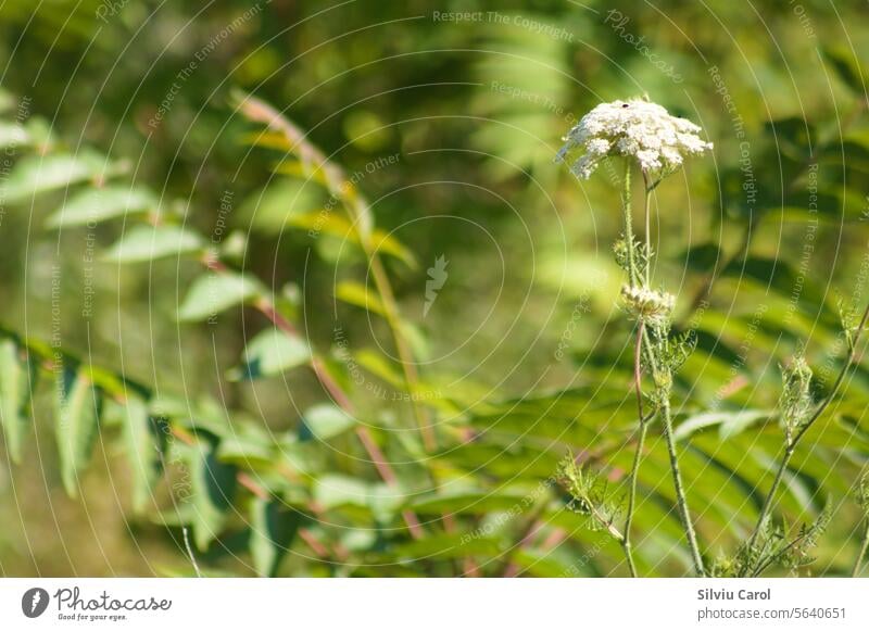 Nahaufnahme des Blütenstandes einer wilden Karotte mit grünen, unscharfen Pflanzen im Hintergrund Blume geblümt Flora Möhre Natur natürlich Überstrahlung