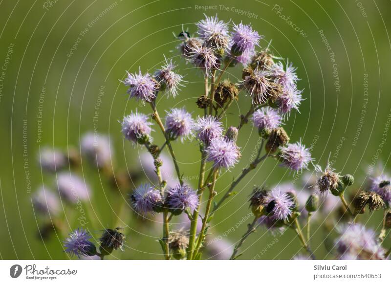 Nahaufnahme von kriechenden Distelblüten mit grünem unscharfem Hintergrund Natur Blume rosa Pflanze Flora Feld Wildpflanze wild Wiese Sommer Blüte purpur Garten